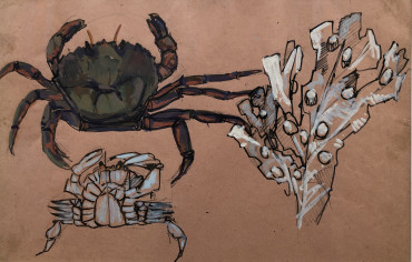 Étude de crabe et d’algue par Mathurin Méheut 